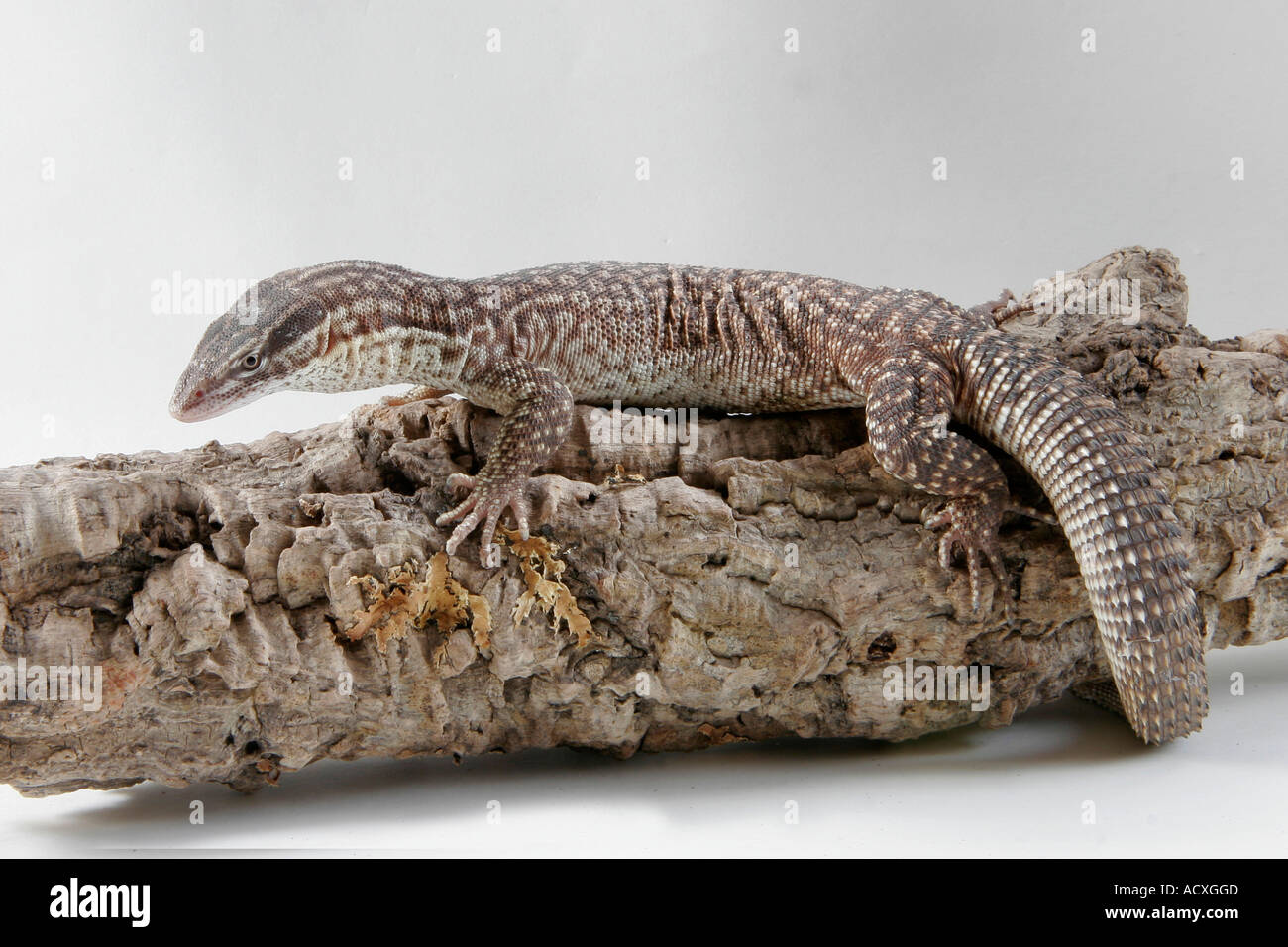 Northern Ridge Tailed Monitor Ridge-tailed Monitor / Stachelschwanzwaran Stock Photo - Alamy