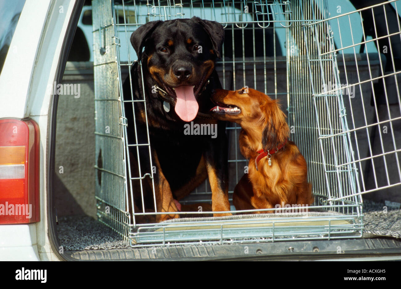 How Lond To Keep A Rottweiler Puppy In A Crate