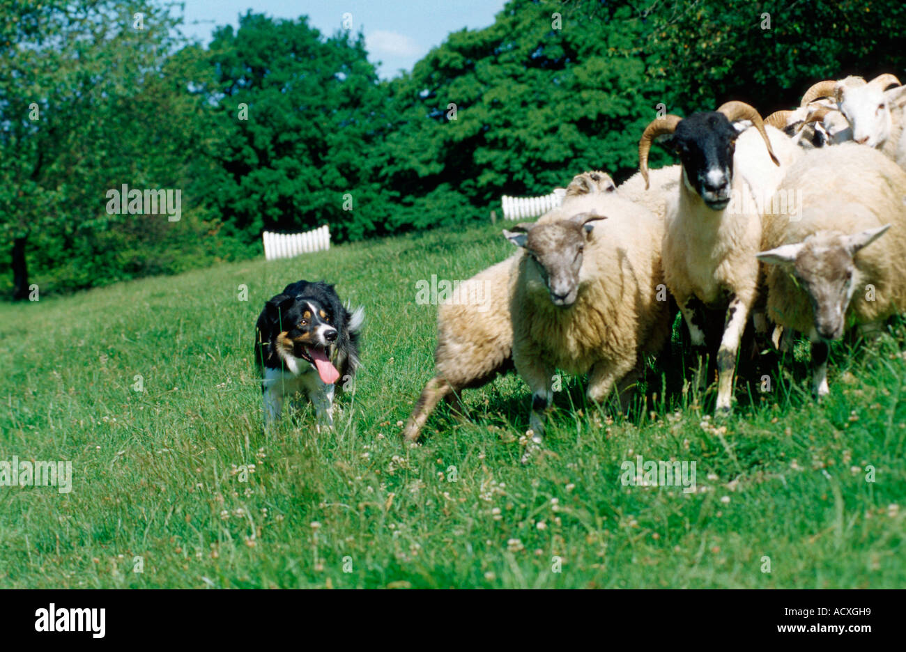 Border Collie and Domestic Sheep Stock Photo