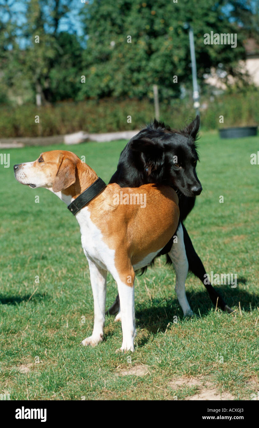What Is The Mating Process For Dogs