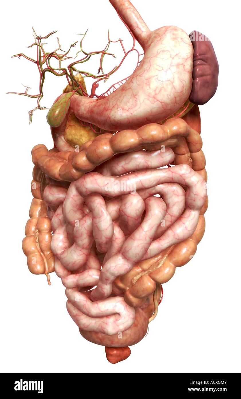 Side View The Small Intestine And The Large Intestine Stock Photos