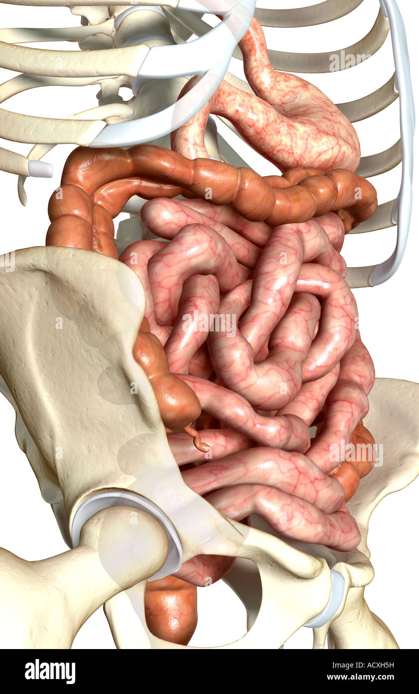 Side view the small intestine and the large intestine hi-res stock ...