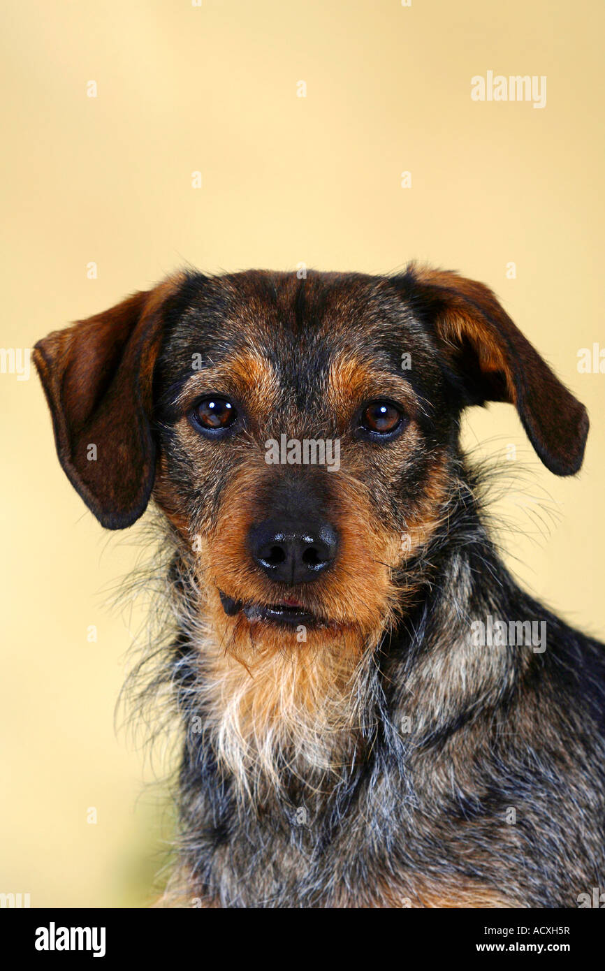 Mixed Breed Dog Stock Photo