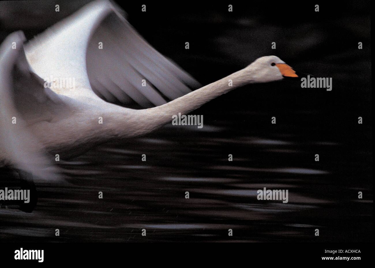 swan flying in sky Stock Photo Alamy