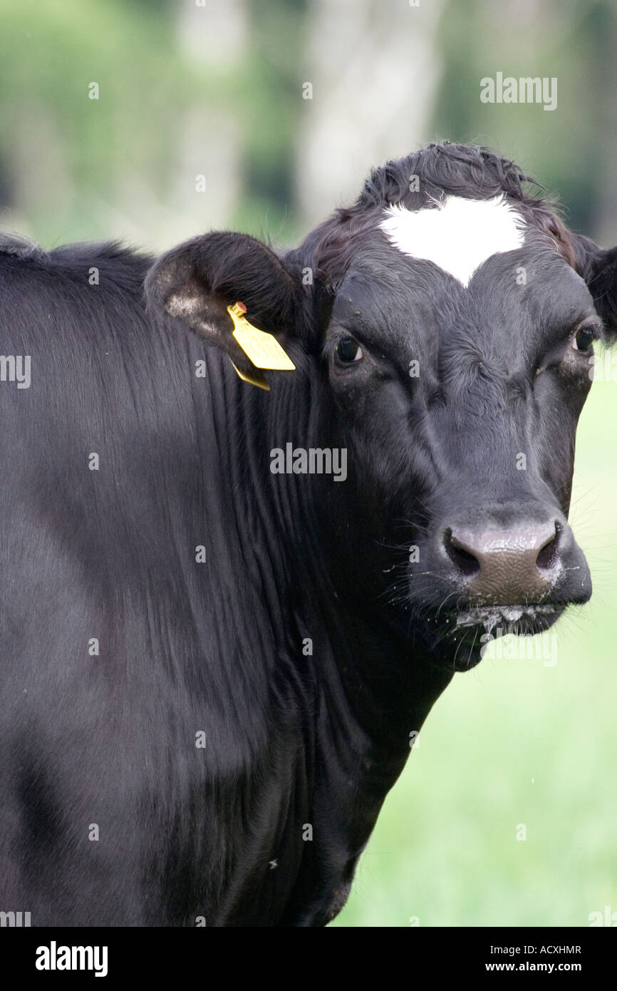 head of cow Stock Photo Alamy