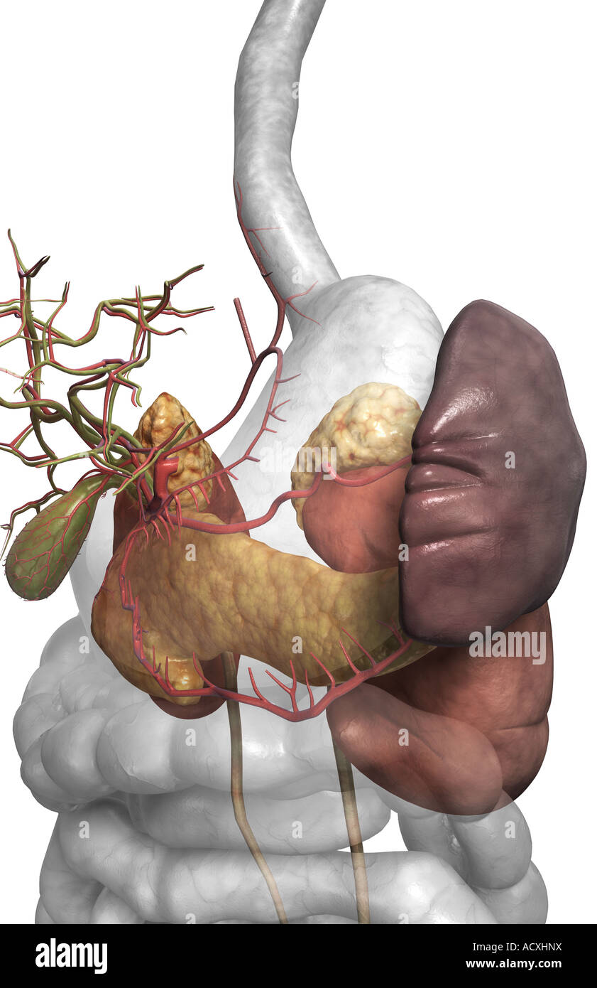 Accessory digestive organs Stock Photo Alamy