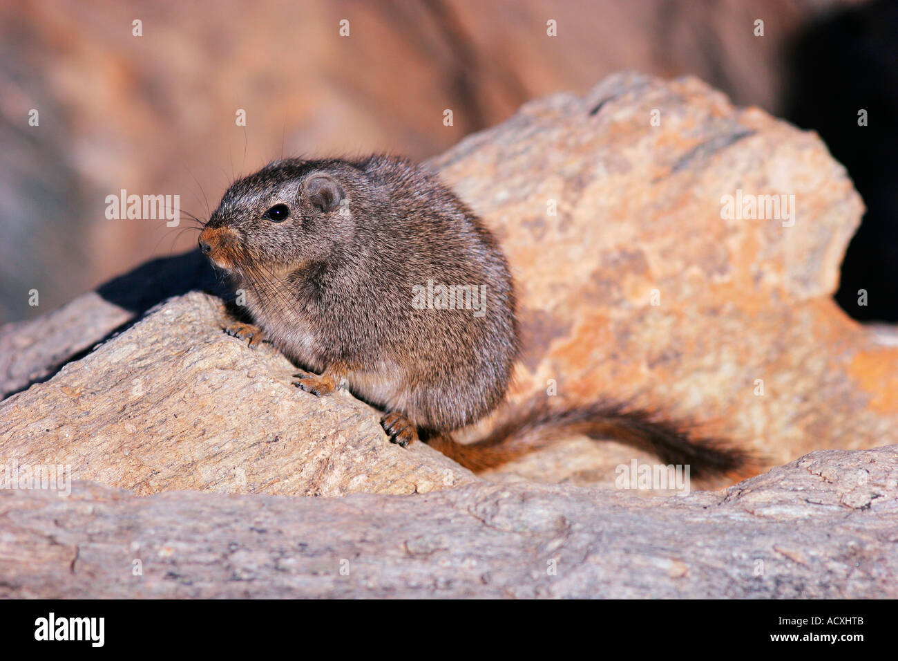 Petromus typicus hires stock photography and images Alamy
