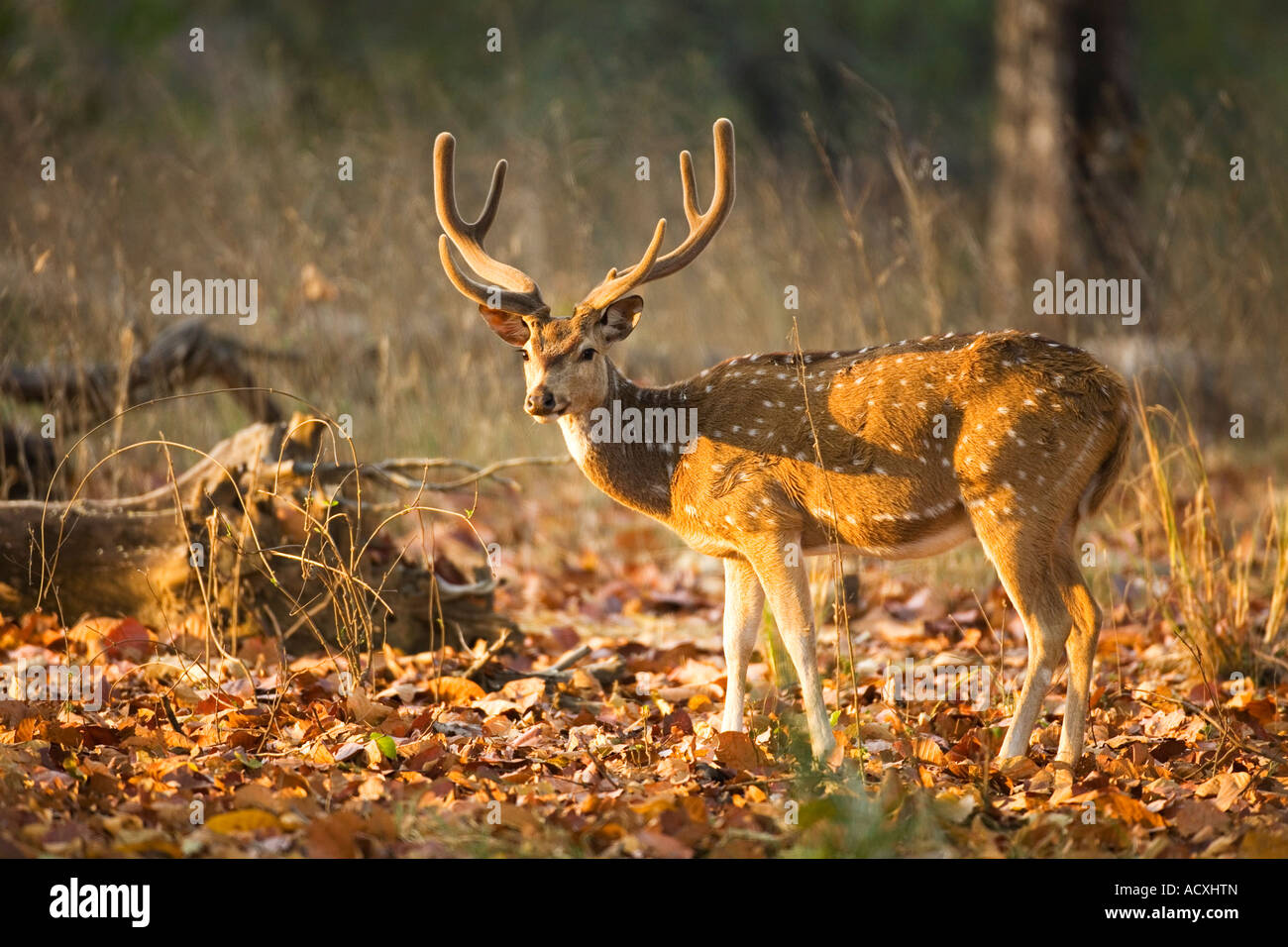 Spotted deer or Chital Axis Axis male with antlers in morning sun  in forest Bandhavgarh National Park Madhya Pradesh India Stock Photo
