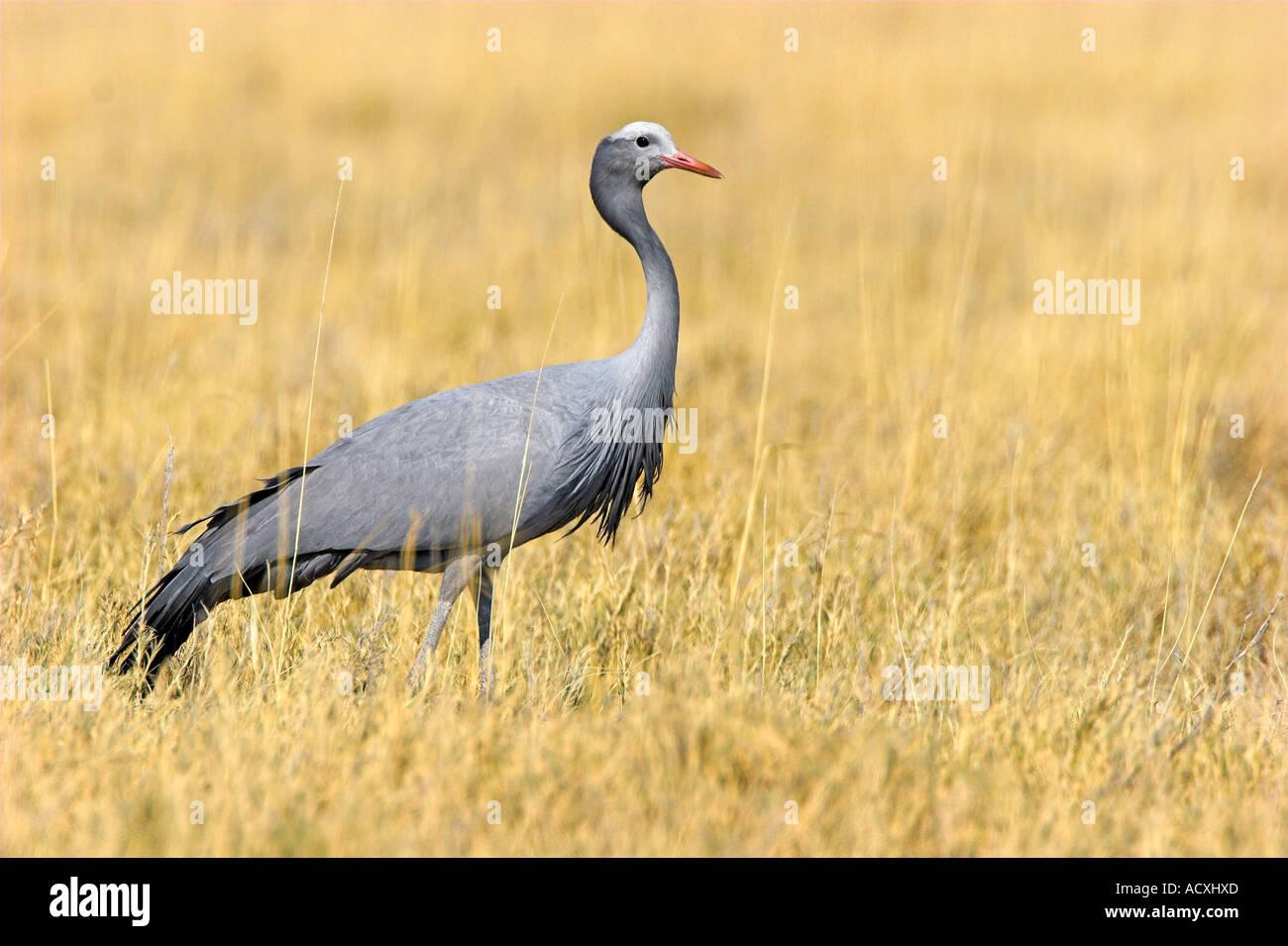 Blue Crane Stock Photo Alamy