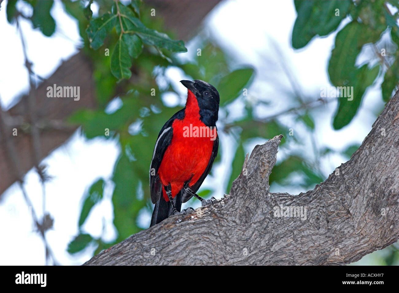 Crimson-breasted Shrike  Stock Photo