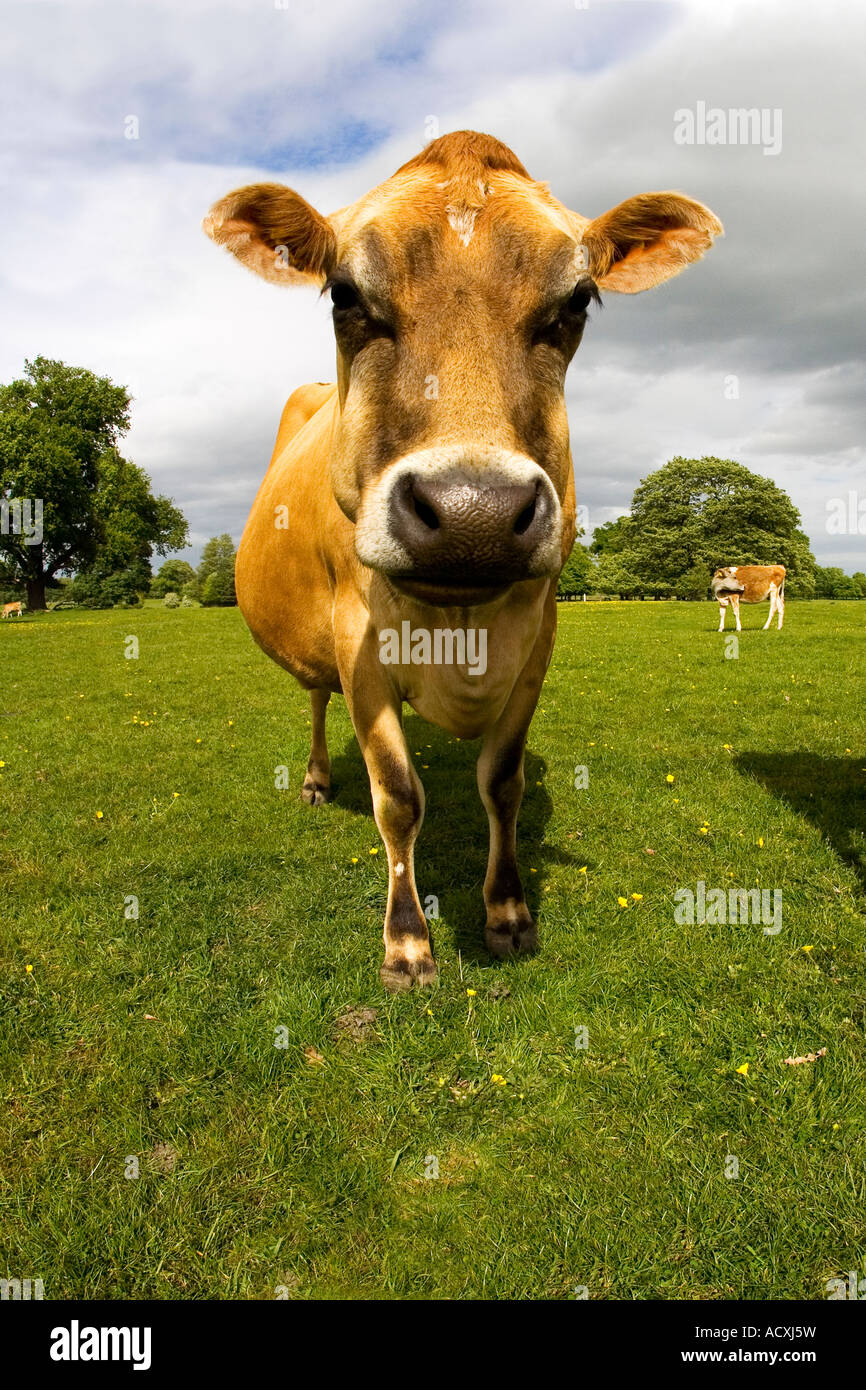 Jersey cows in english meadow in summer sun with blue sky and white clouds England Great Britain GB UK United Kingdom British Stock Photo