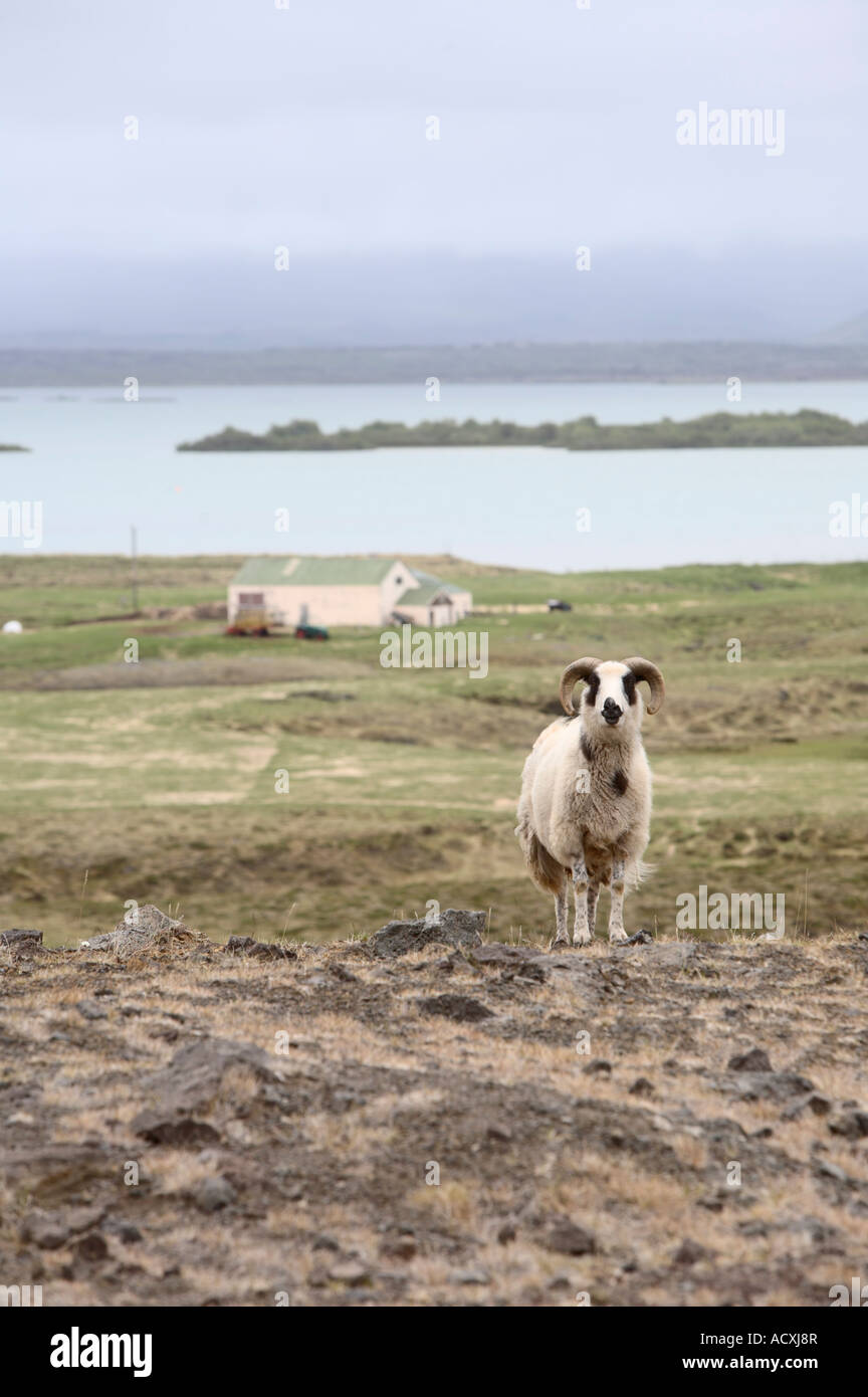 Icelandic Sheep ram standing on a hill at Myvatn, Iceland Stock Photo