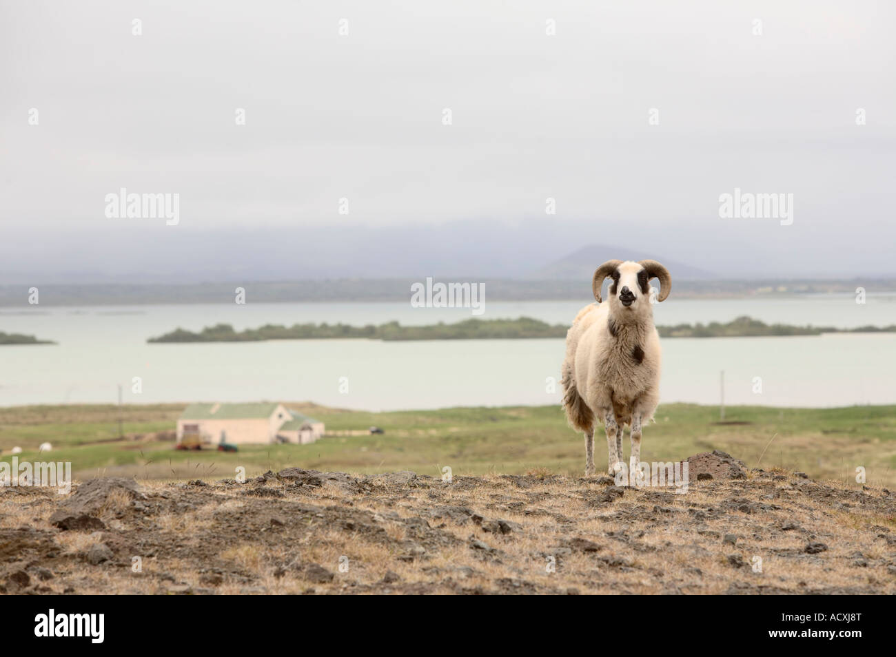 Icelandic Sheep ram standing on a hill at Myvatn, Iceland Stock Photo