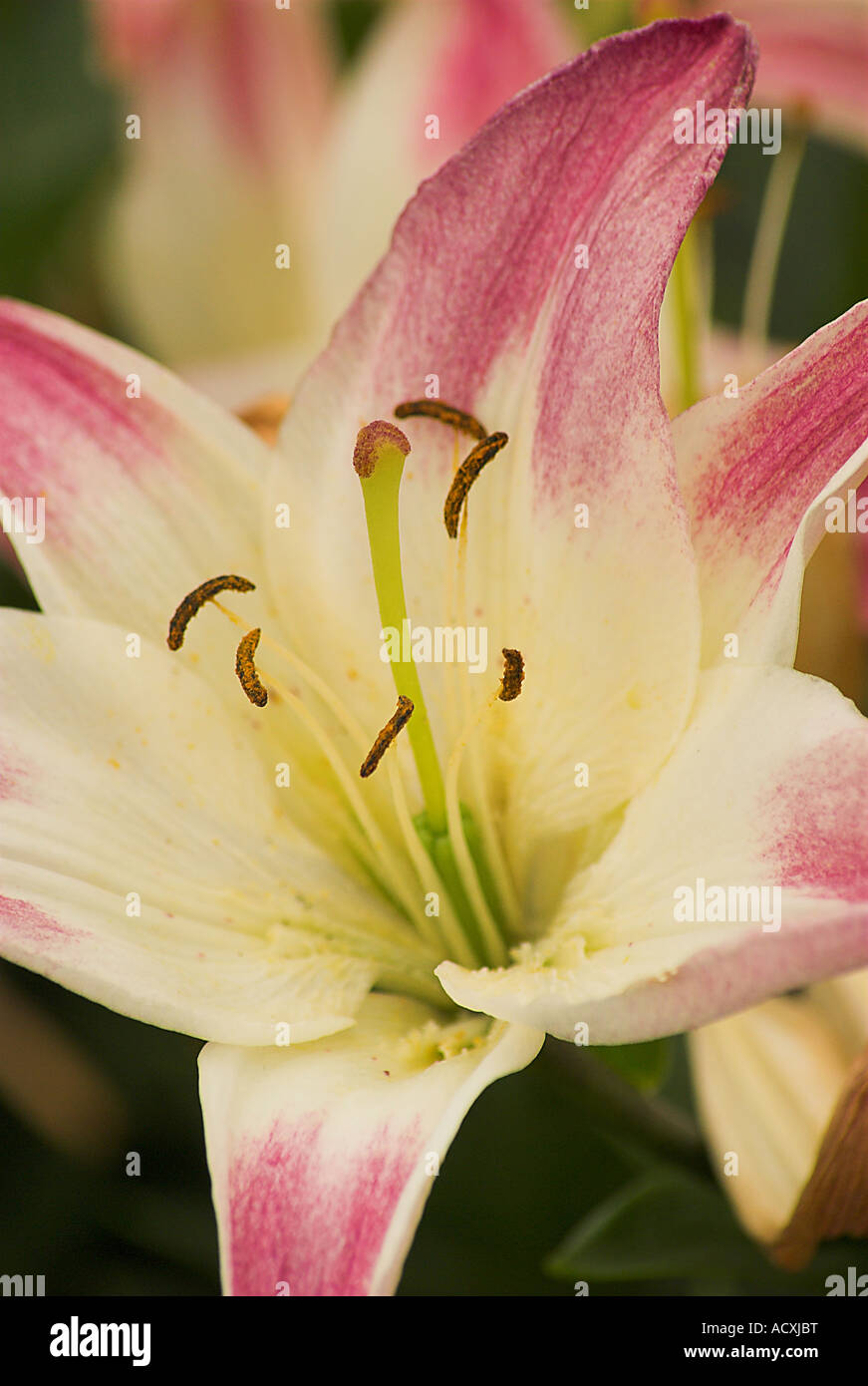 Colourful plant hi-res stock photography and images - Alamy