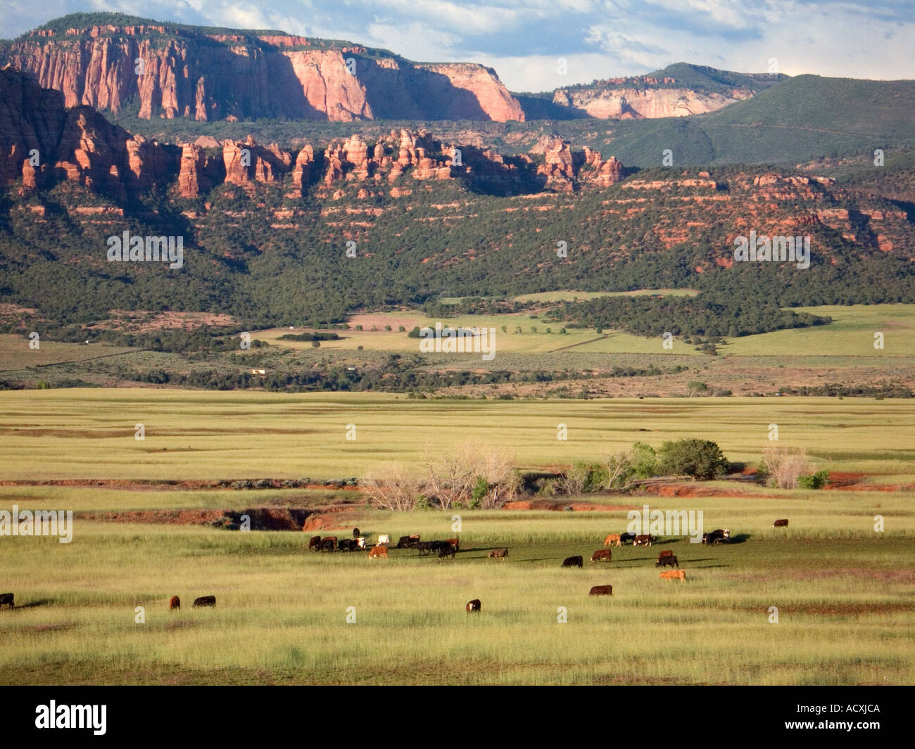 Cattle grazing on the grasslands of Smith Mesa in southern Utah Stock Photo  - Alamy