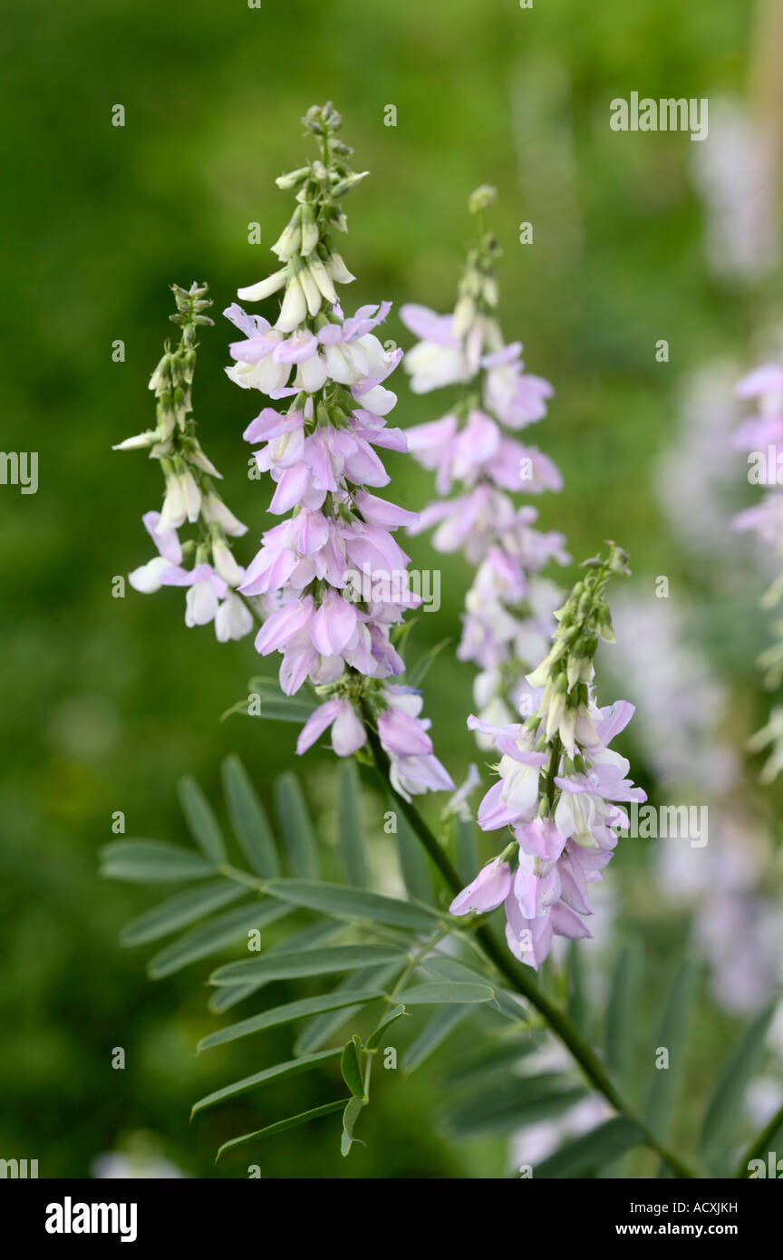 Galega officinalis - Goat's Rue flowers, stems and leaves Stock Photo