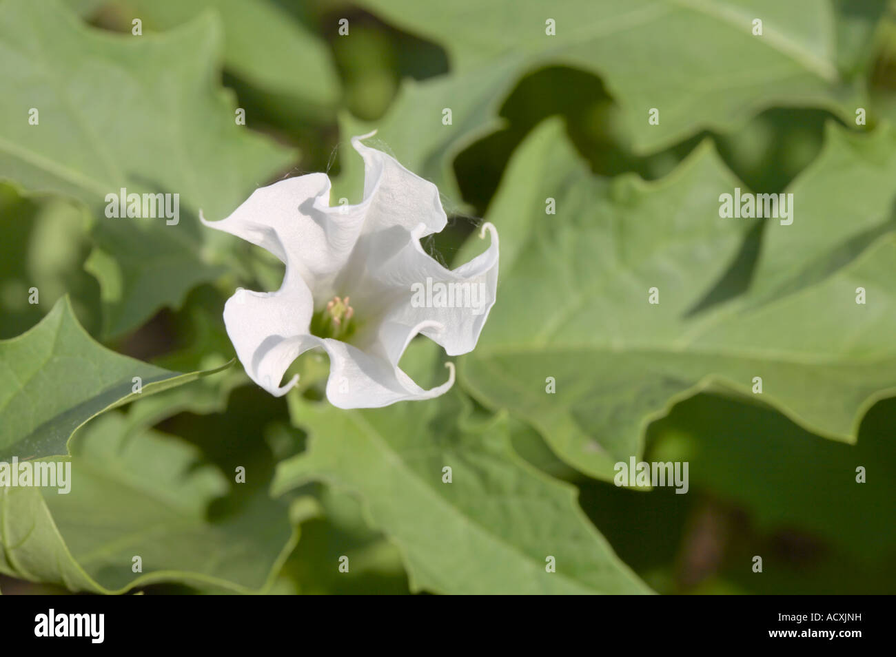 Datura Stramonium - Jimson Weed flower and leaves Stock Photo