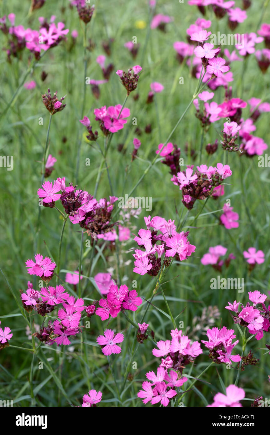 Dianthus deltoides - Maiden Pink flowers Stock Photo