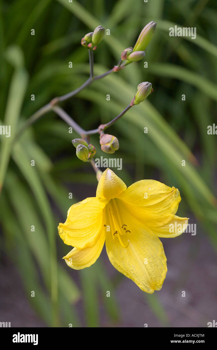 Hemerocallis Hybrida Corky Daylily flower and buds Stock Photo Alamy