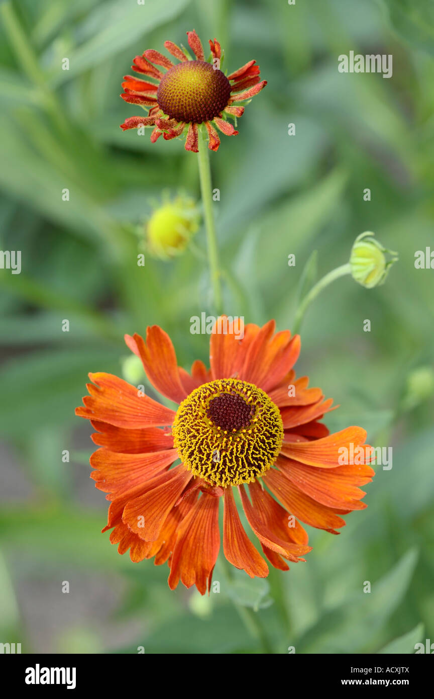 Helenium autumnale - Common Sneezeweed flowers and buds Stock Photo