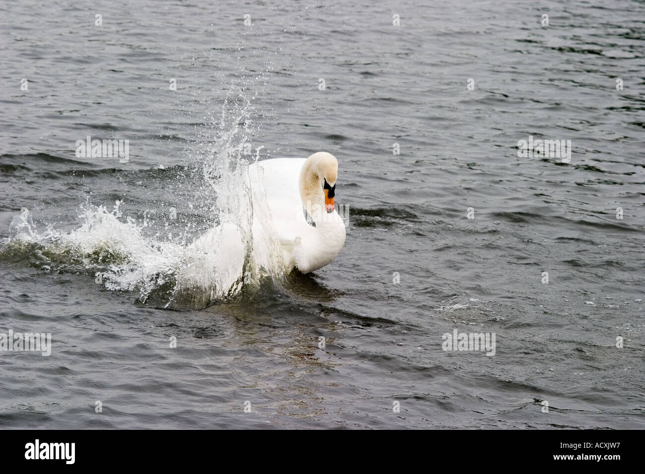 Male swan beats Egyptian goslings with wing in Richmond Park during lethal attack Stock Photo