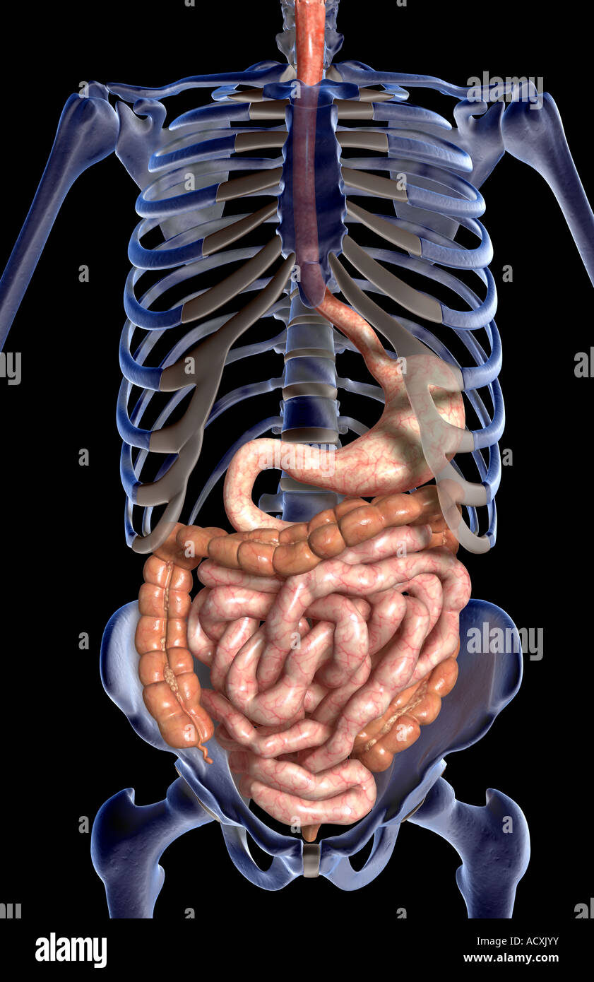 Full appendix hi-res stock photography and images - Alamy