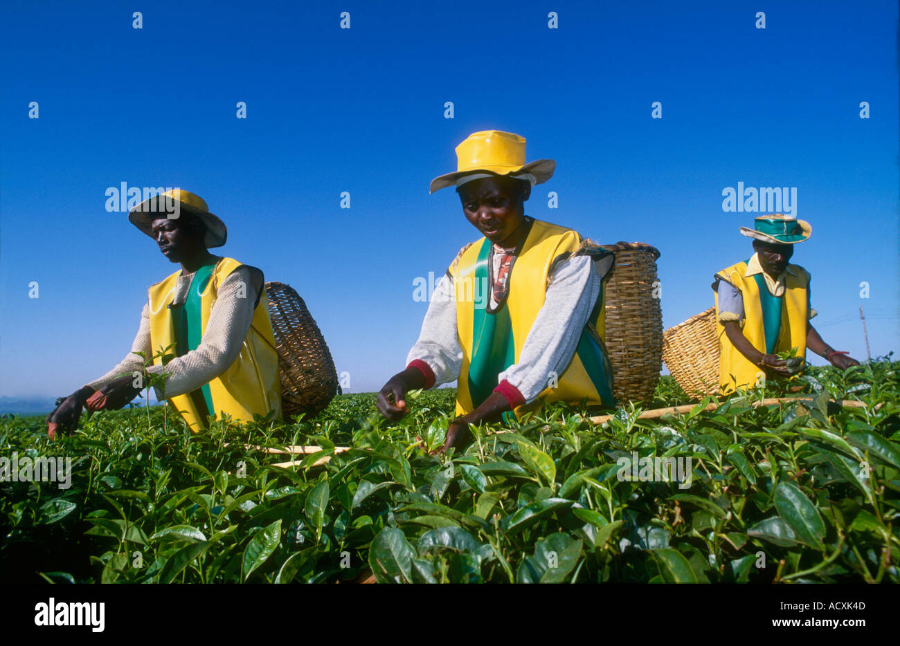 Three Kenyan tea pluckers in yellow and green uniforms with baskets