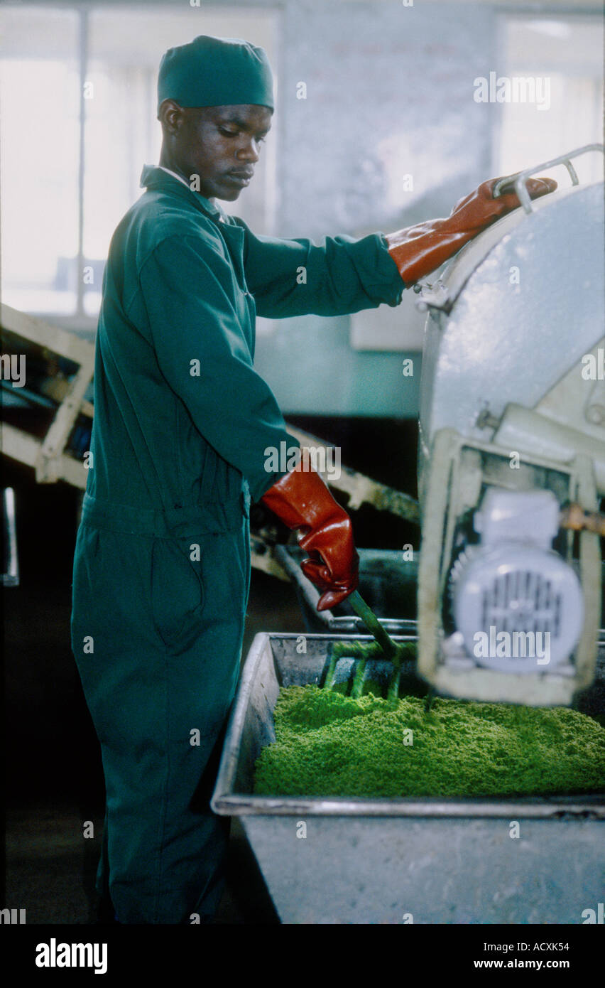 Factory worker tending Fermenting Tea Trollies Kericho Kenya Stock Photo