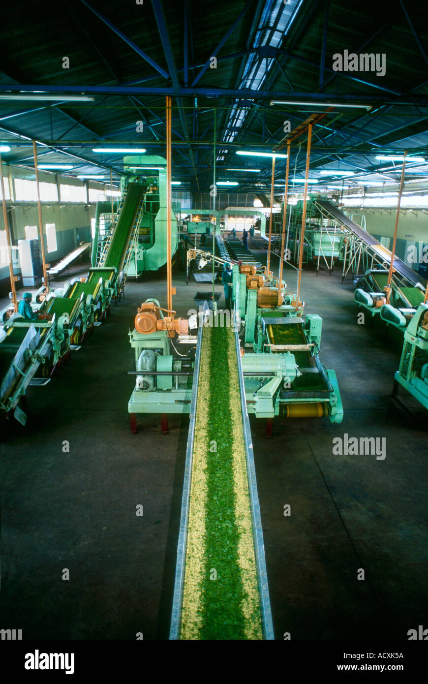 tea travelling conveyor belt after being off-loaded from trucks down to CTC Tea Cutting Machine conveyor belts, Kenya Stock Photo