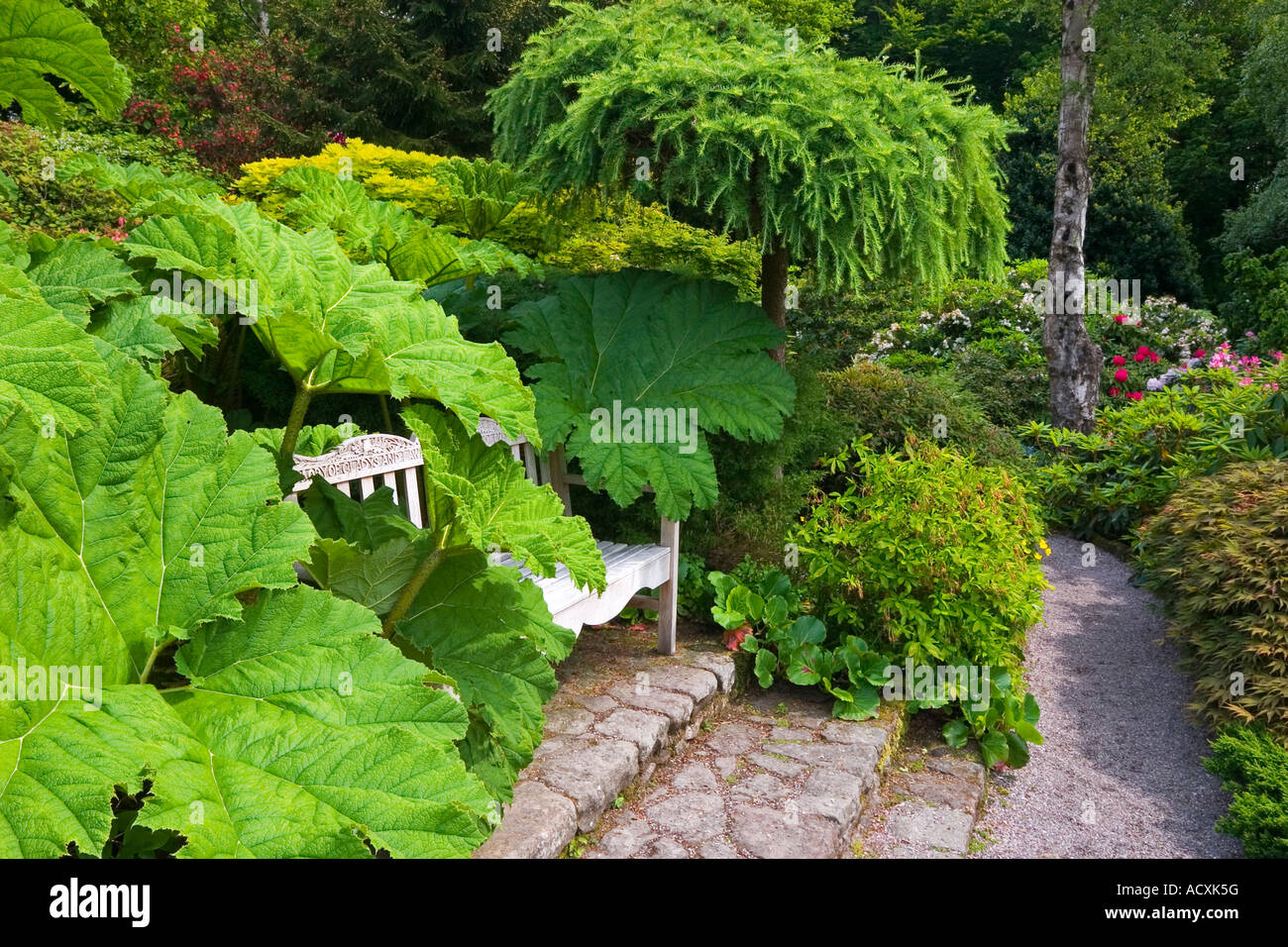 View of bench and gunnera at Lea Gardens near Matlock in the Derbyshire Peak District England UK Stock Photo