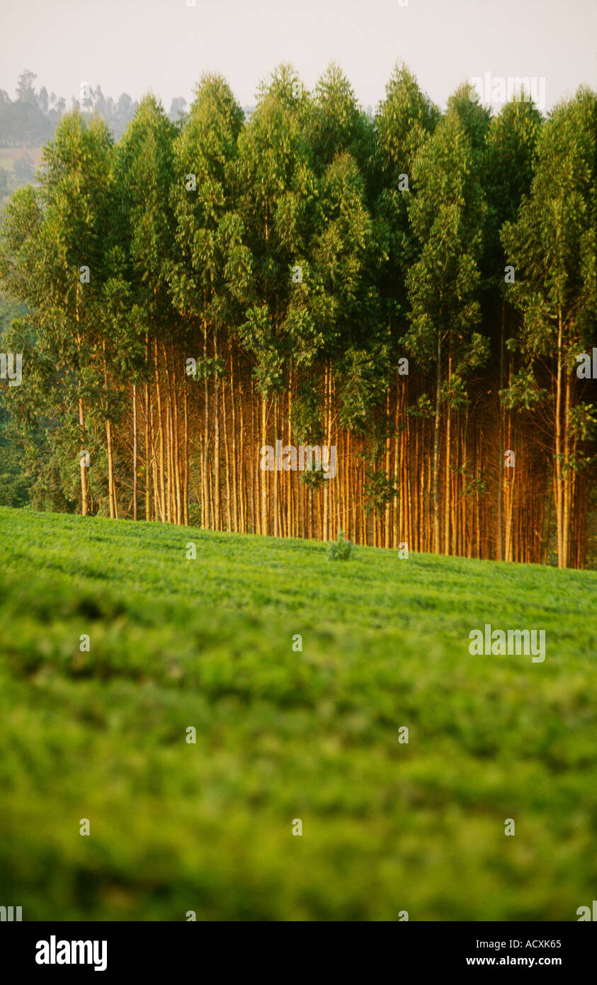 Eucalyptus plantation grown for the Tea Industry as the wood is used
