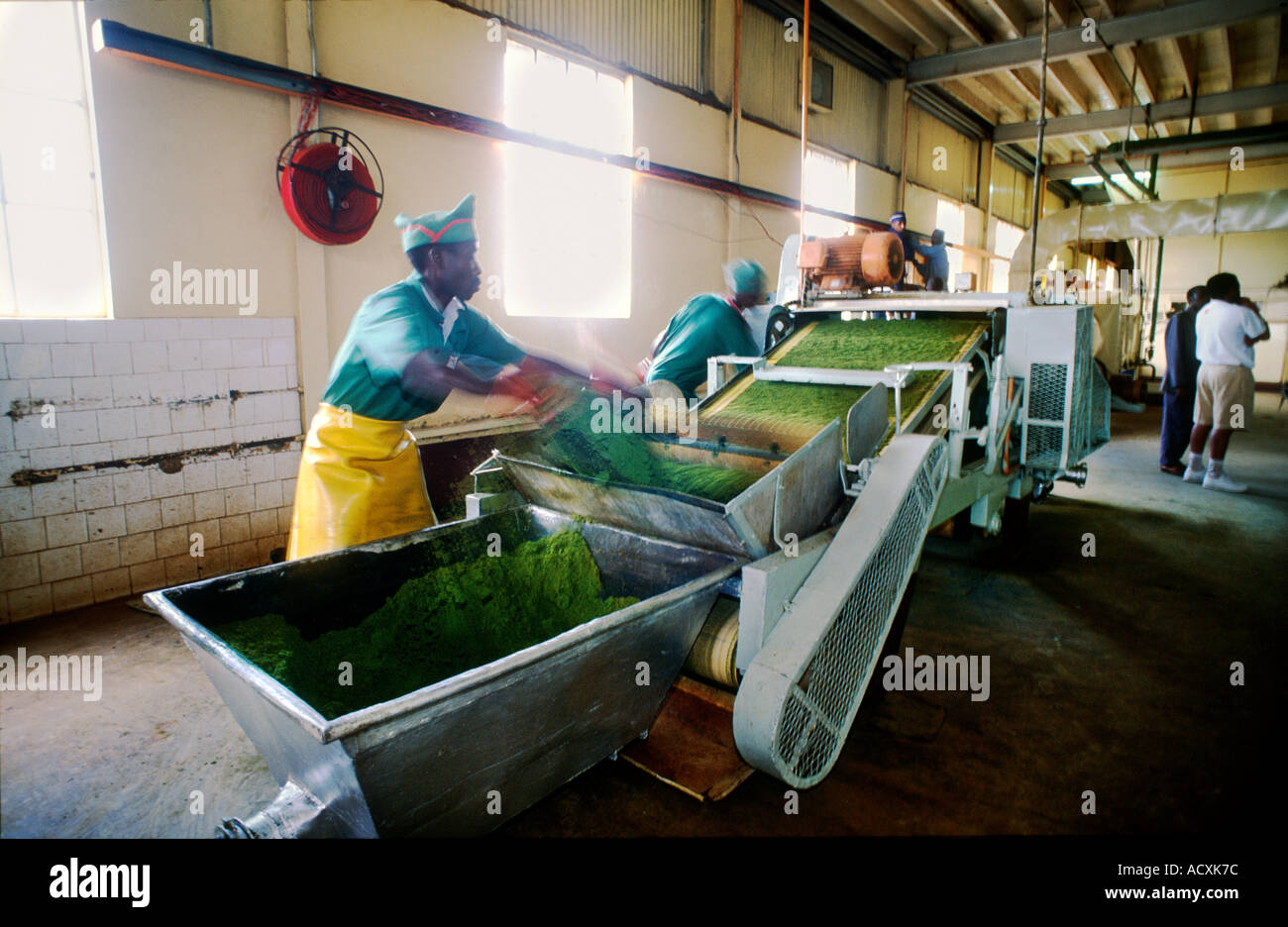 Vats of processed fresh tea leaves along a conveyor belt in Tea Processing factory Kericho Kenya Stock Photo