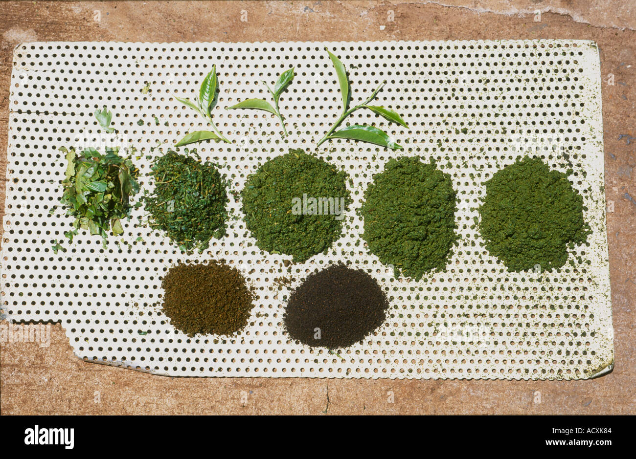 Various stages of Tea Production from fresh leaf to stages of cut rolled fermented and dried tea Kericho Kenya Stock Photo