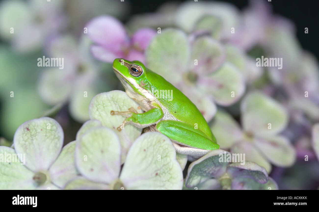 a little dwarf green frog sits amongst the flowers Stock Photo