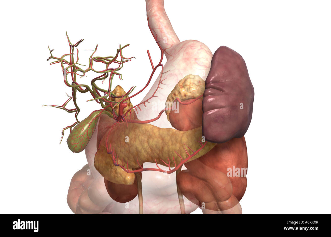Accessory digestive organs Stock Photo Alamy