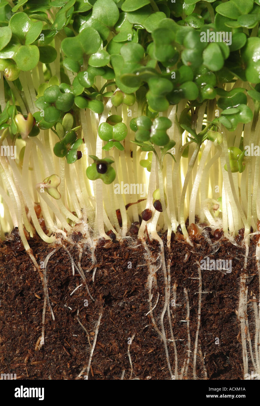 Plant roots cross section hi-res stock photography and images - Alamy