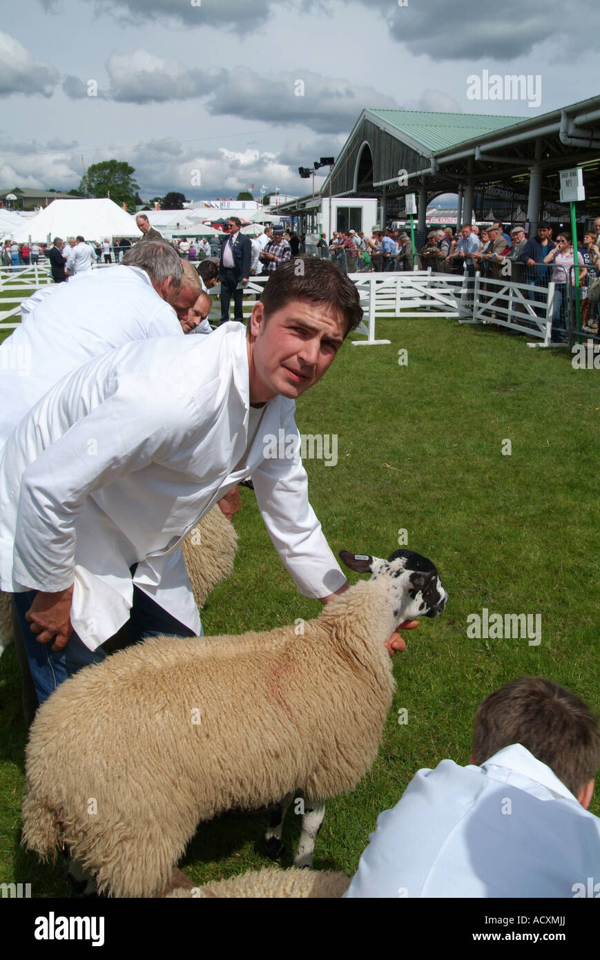 Judging Sheep at the Great Yorkshire Show, North Yorkshire, England