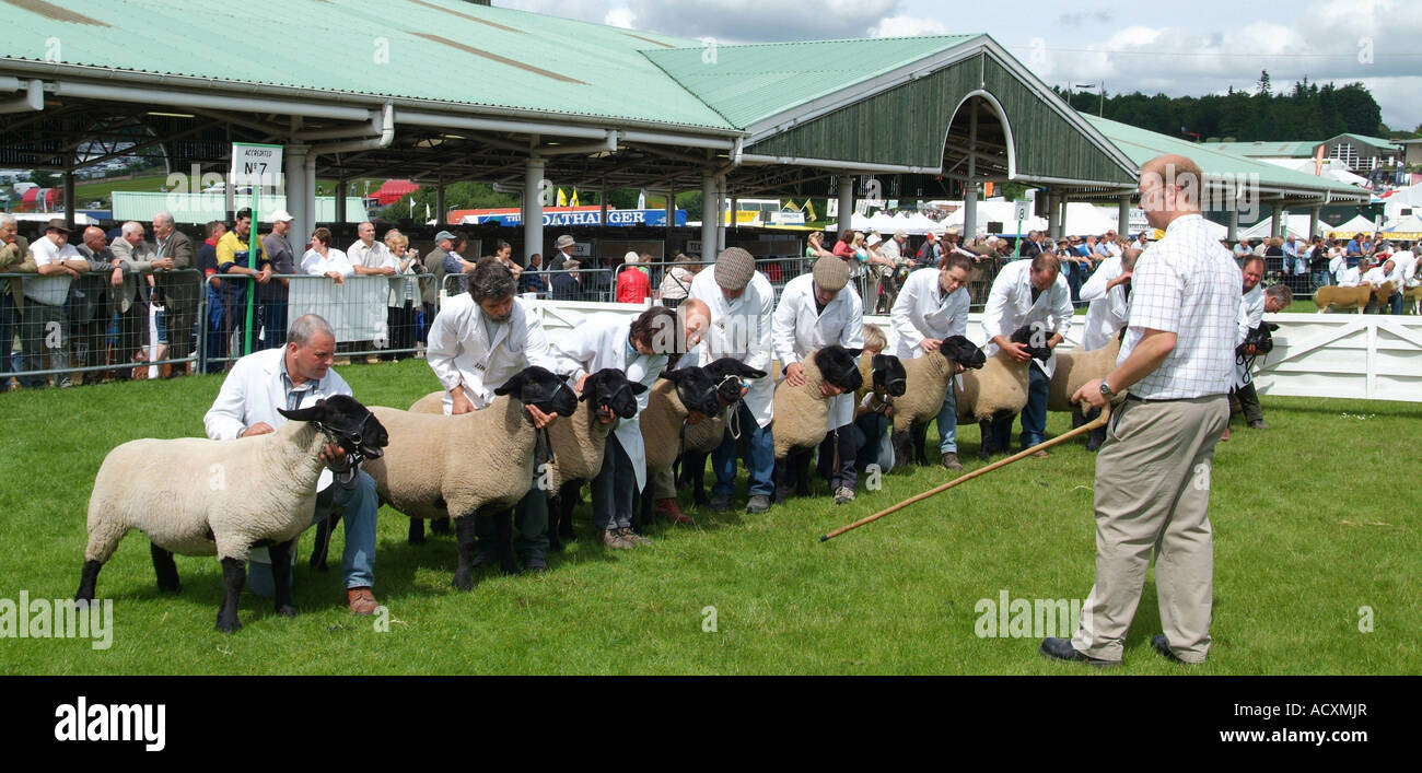 Judging Sheep at the Great Yorkshire Show, North Yorkshire, England