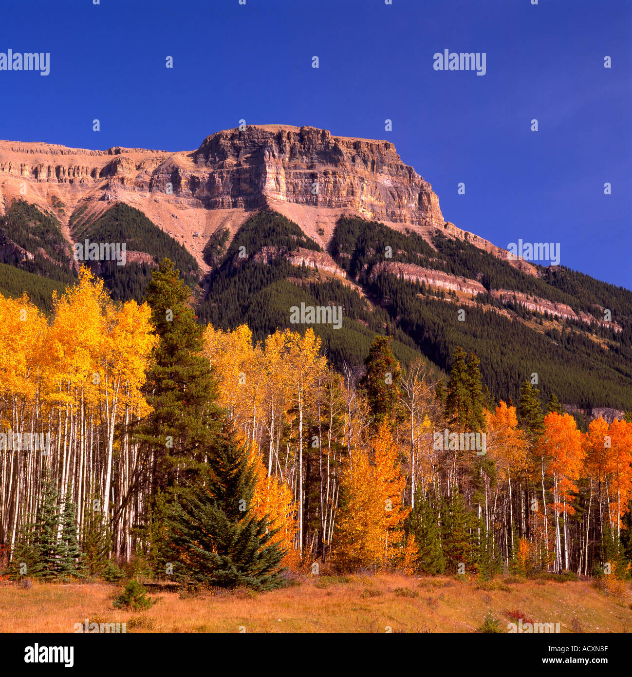 Jasper National Park, Canadian Rockies, Alberta, Canada Trembling