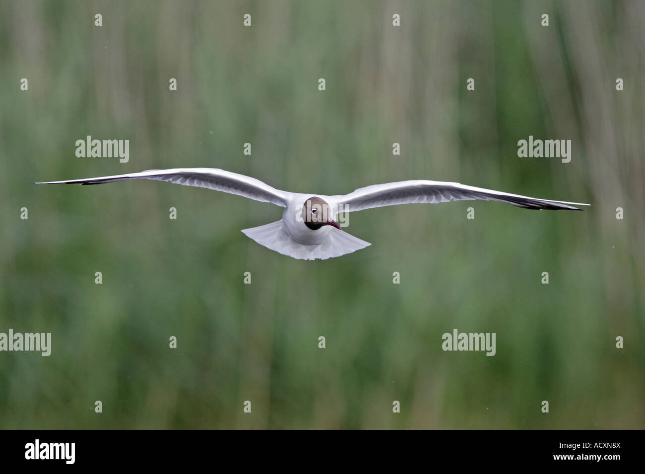 Black Headed gull in flight in front of reedbed Stock Photo