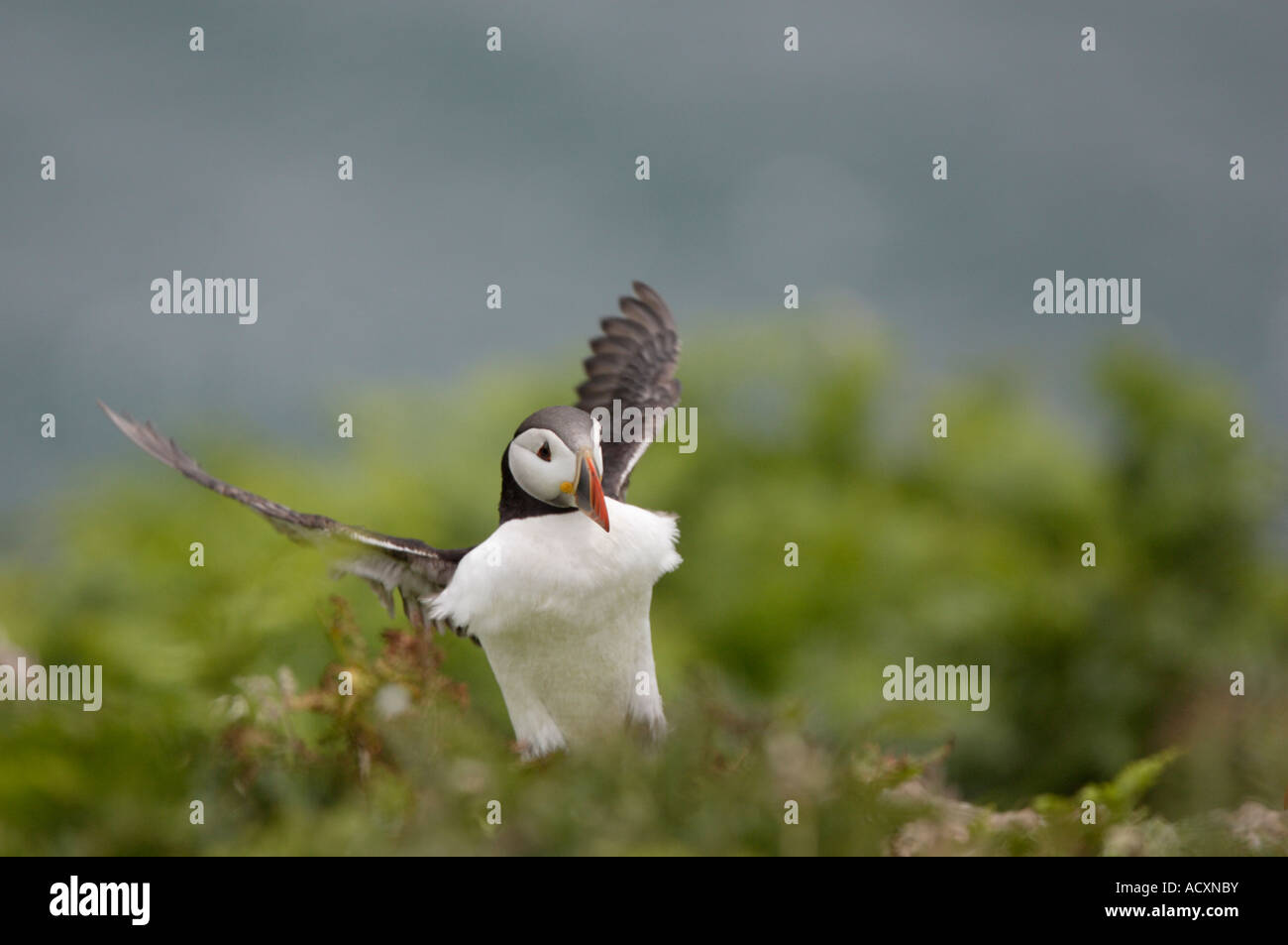 Puffin landing amongst vegetation Stock Photo