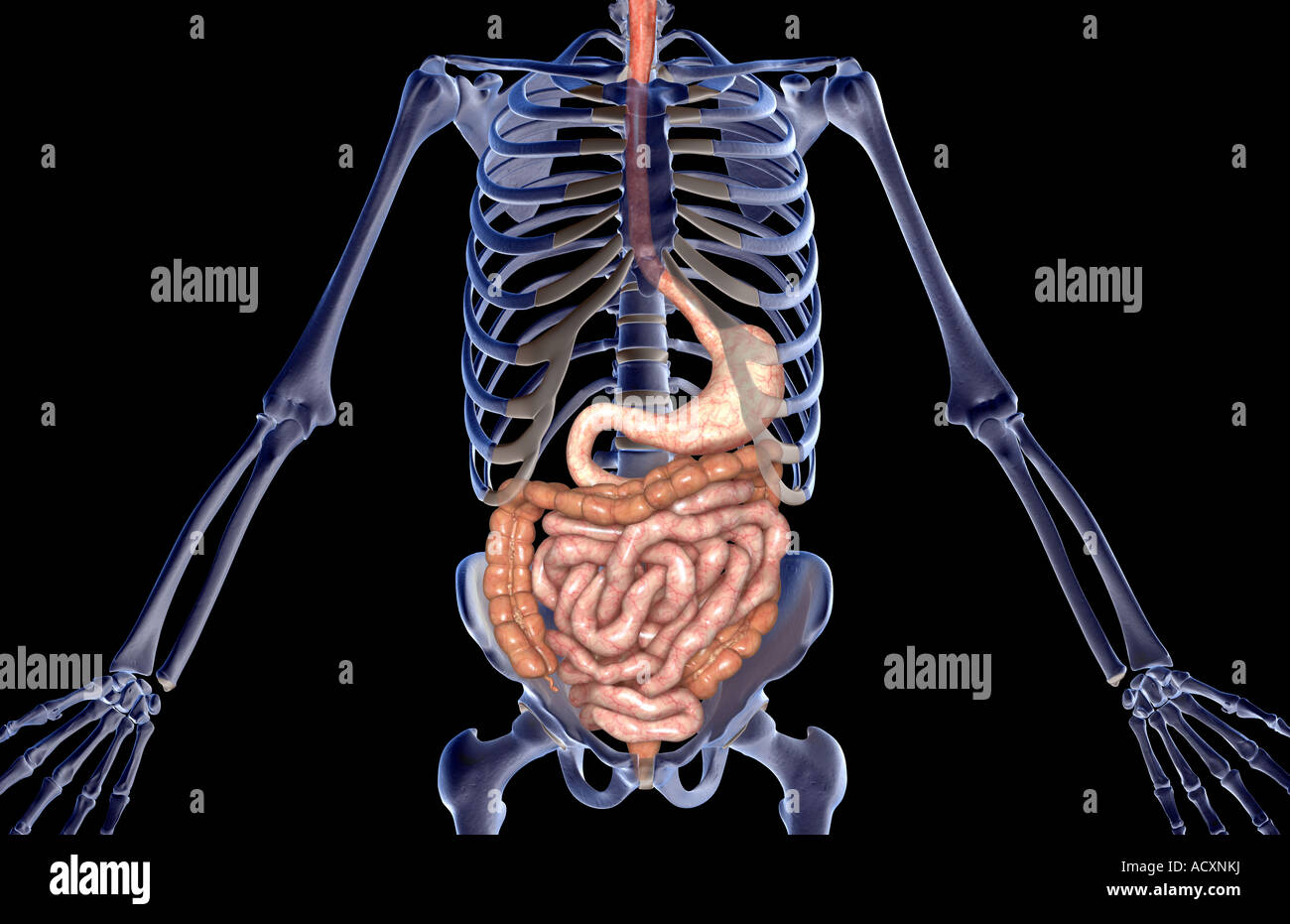 Digestive system anatomy hi-res stock photography and images - Alamy