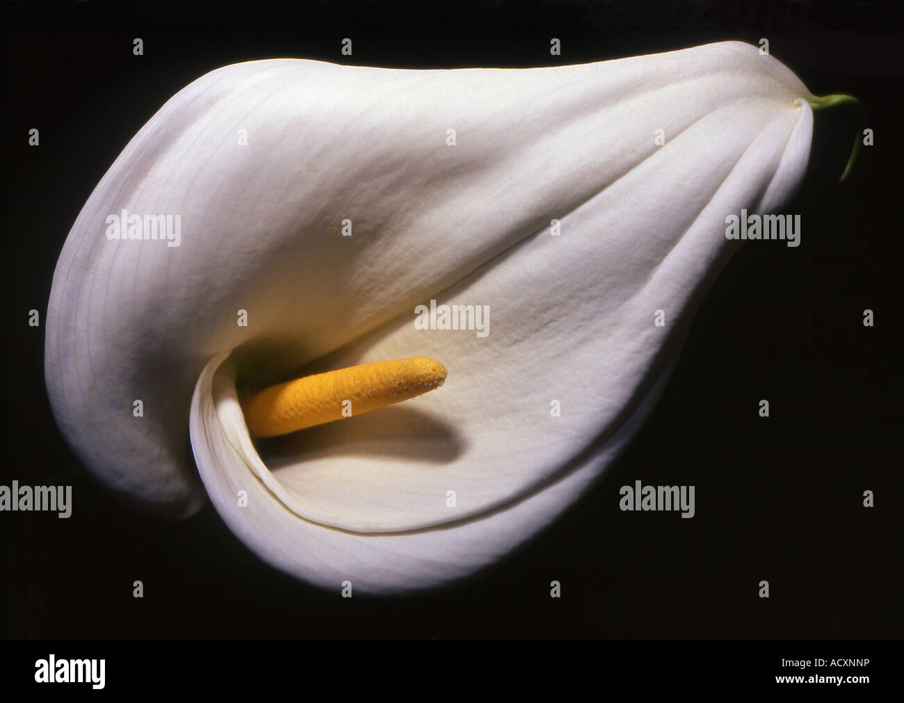 Front View Cala Lily on black background Stock Photo
