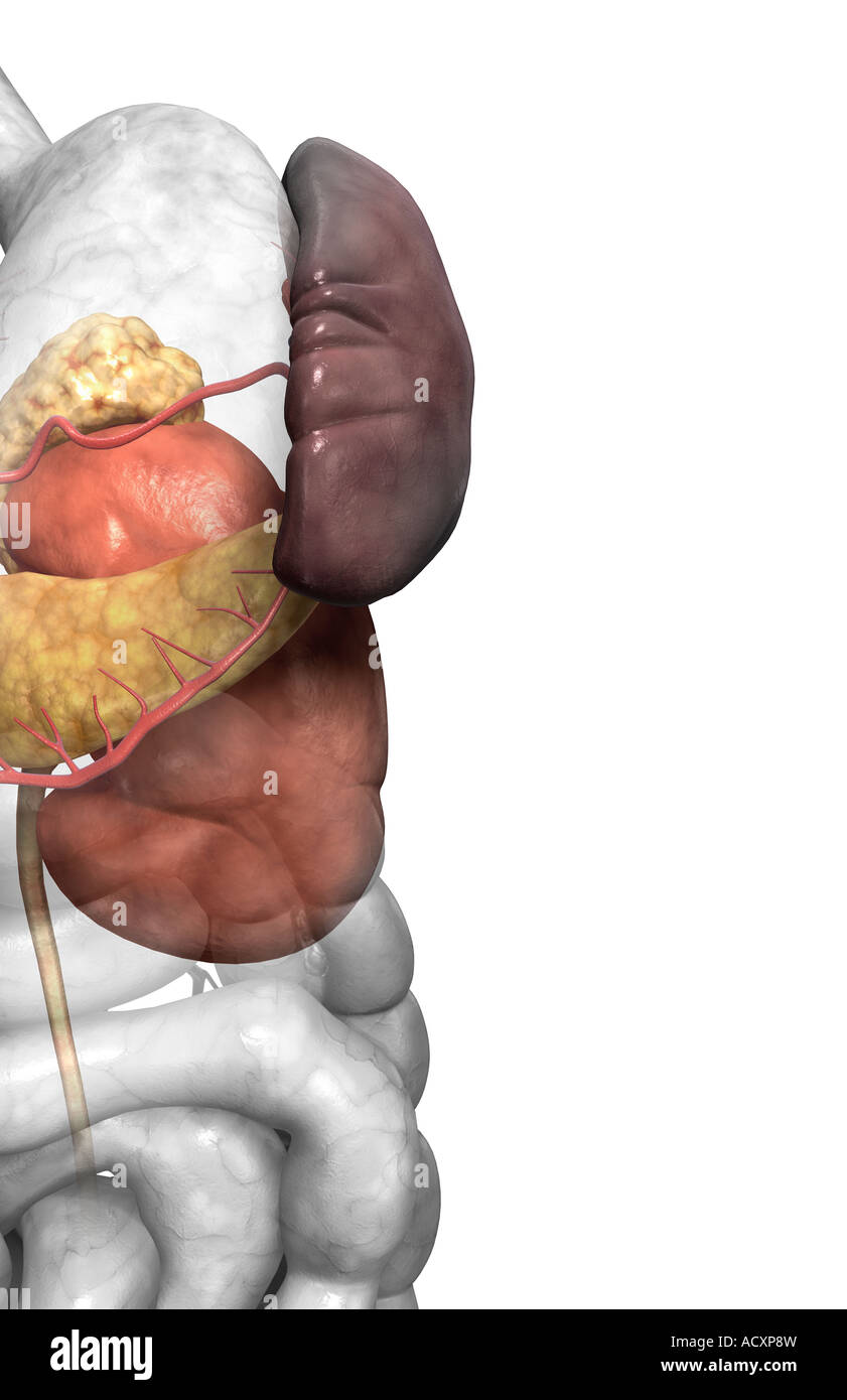Accessory digestive organs Stock Photo Alamy