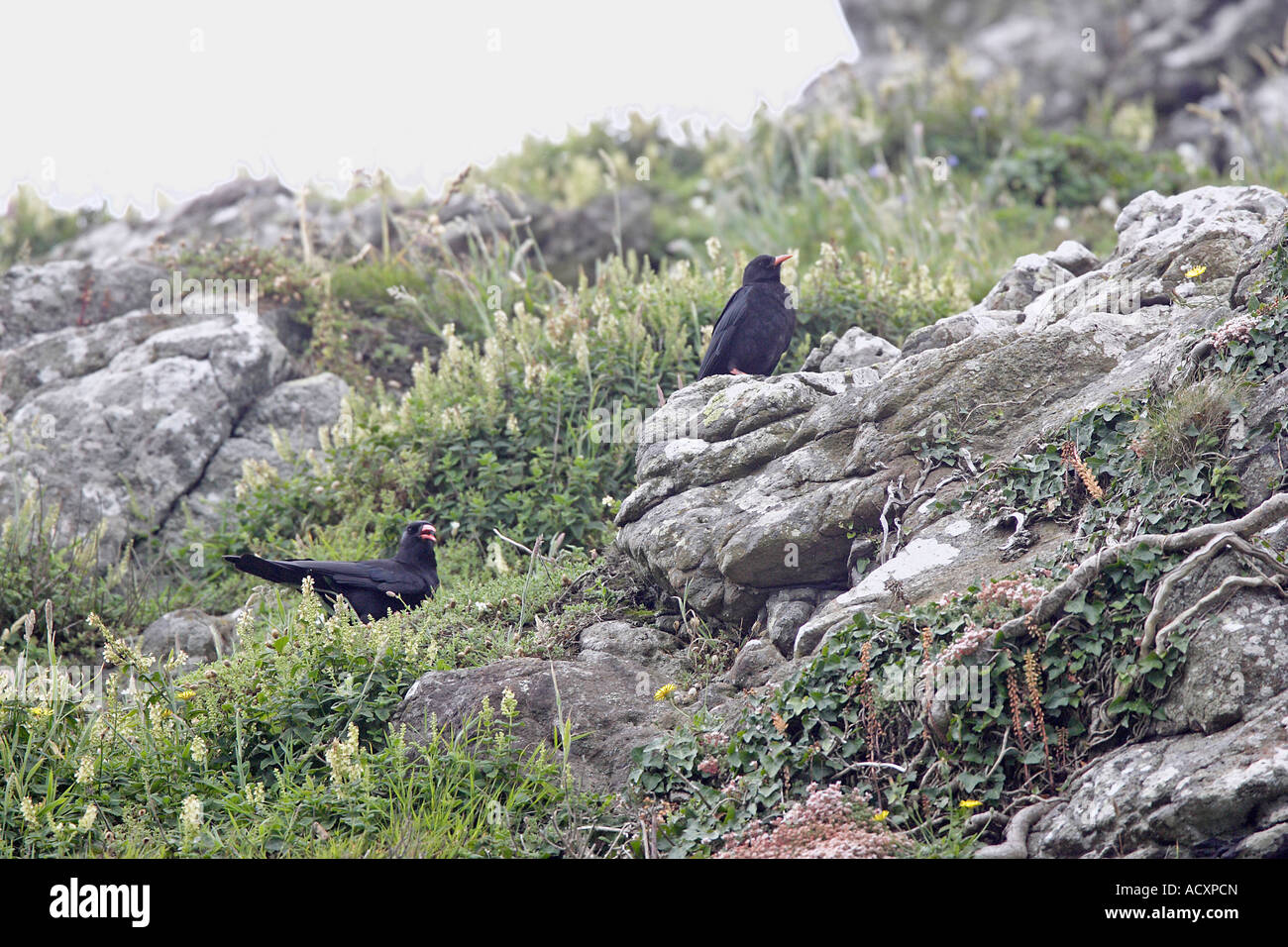 Choughs on cliff Stock Photo