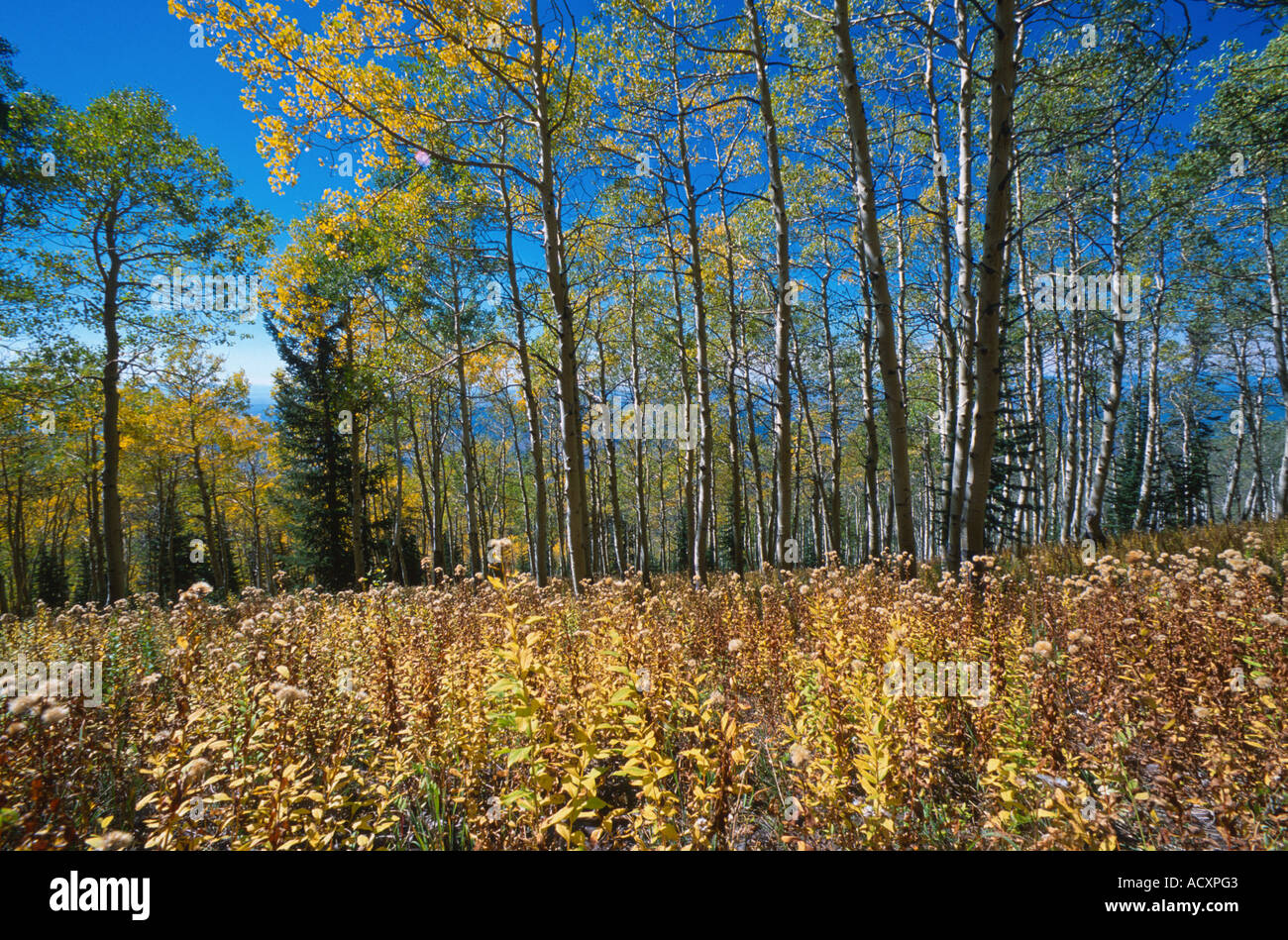Fall colors in steamboat springs hires stock photography and images