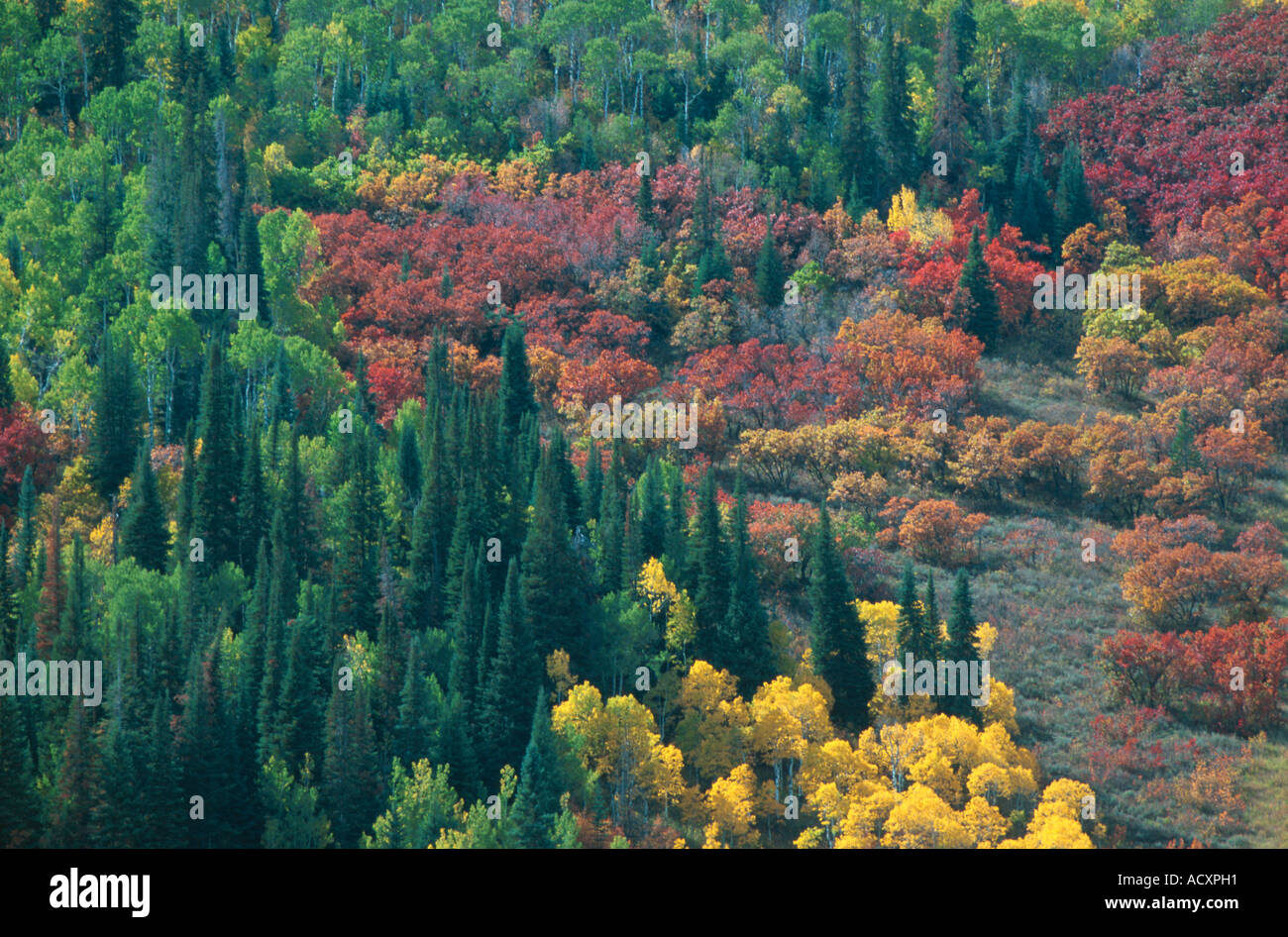 Fall colors in mixed forest of pine aspen and gambel oak Steamboat