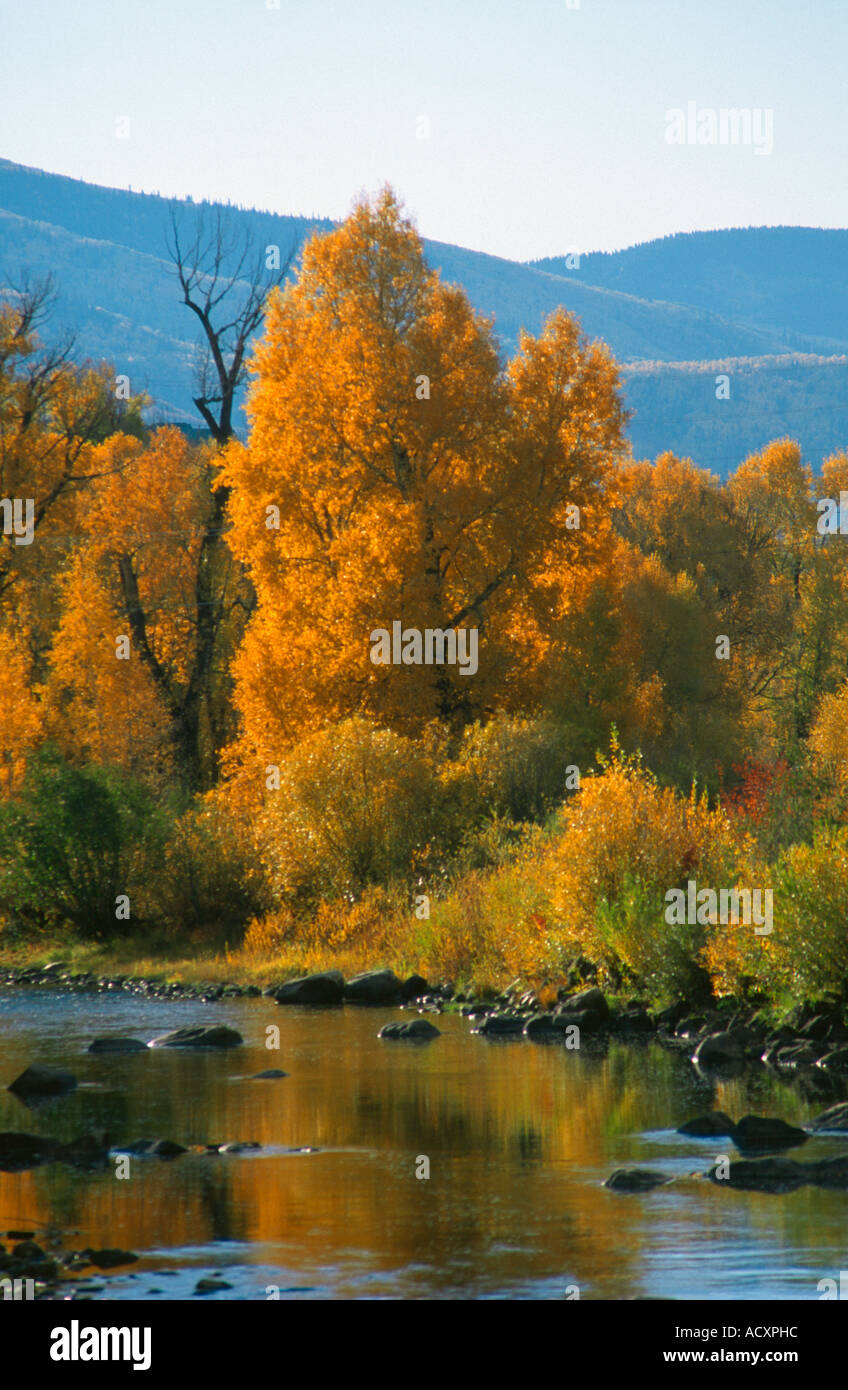 Fall colors along the Yampa River Steamboat Springs Colorado USA Stock