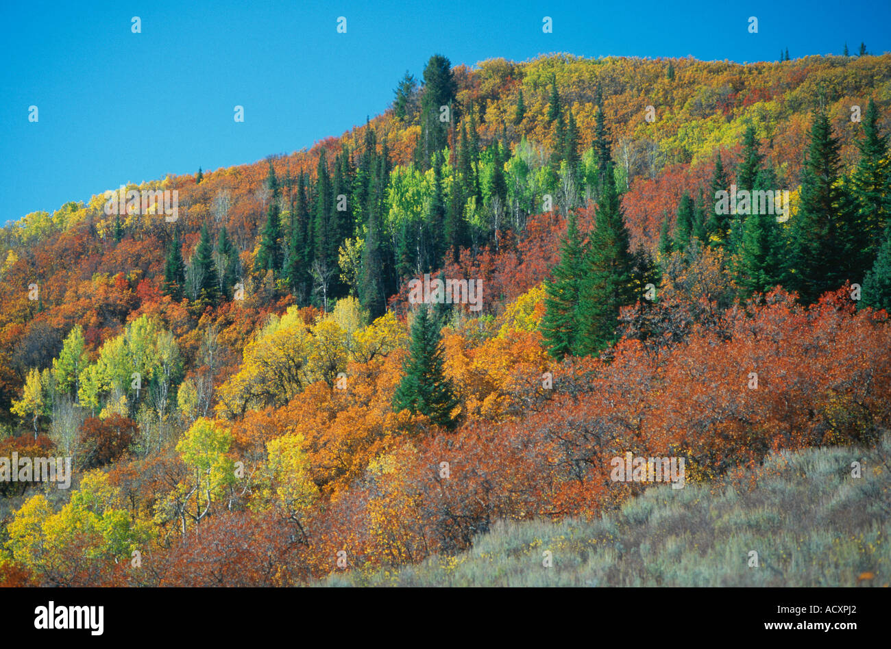 Fall colors in mixed forest of pine aspen sagebrush and gambel oak