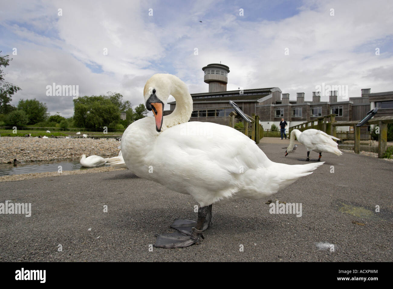 Mute Swan at Slimbridge Stock Photo
